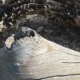 previous thumbnail